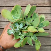 Echeveria gibbiflora híbrida (colônia única - vaso11)