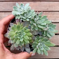 Echeveria pampa (vaso11) - Foto 2
