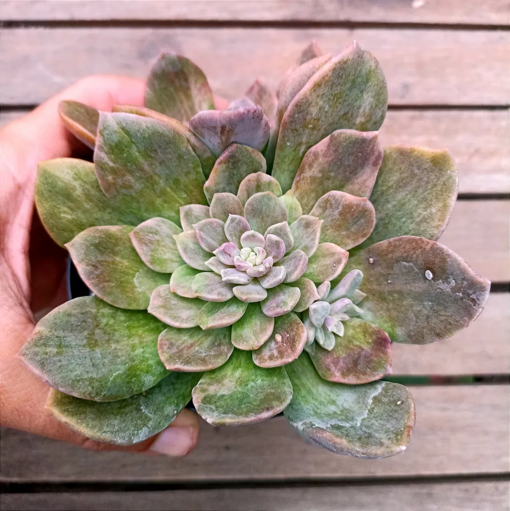 Echeveria 