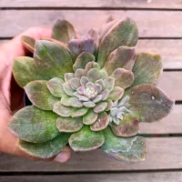 Echeveria 'Ness' HB (vaso11)
