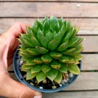 Echeveria 'Setorum Victor' (vaso11) - Foto 2