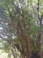Vende-se linda Fazendinha  em São  Brás do Suaçuí/MG - Foto 10