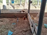 Vende-se linda Fazendinha  em São  Brás do Suaçuí/MG - Foto 20