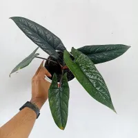 Alocasia scalprum (vaso15)