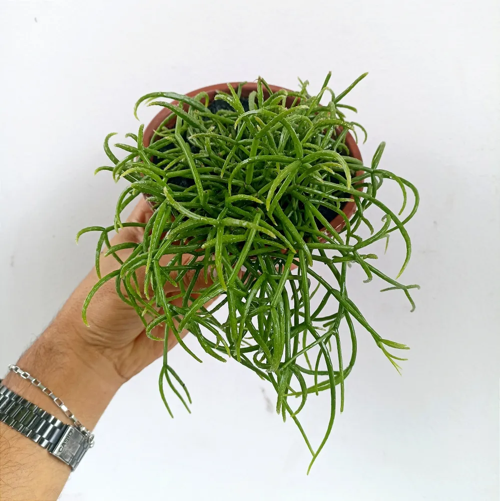 Rhipsalis cereuscula (vaso11)