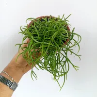 Rhipsalis cereuscula (vaso11)