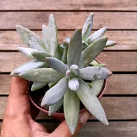 Pachyphytum werdermani (vaso11)