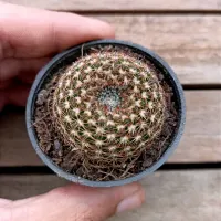Notocactus cristatoides (vaso6)