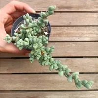 Corpuscularia lehmanii (Coração partido - vaso11)