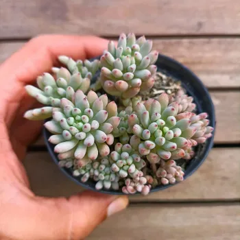 Graptopetalum pachyphyllum (vaso9)