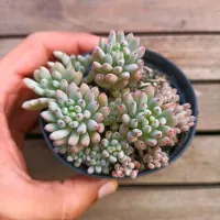 Graptopetalum pachyphyllum (vaso9)