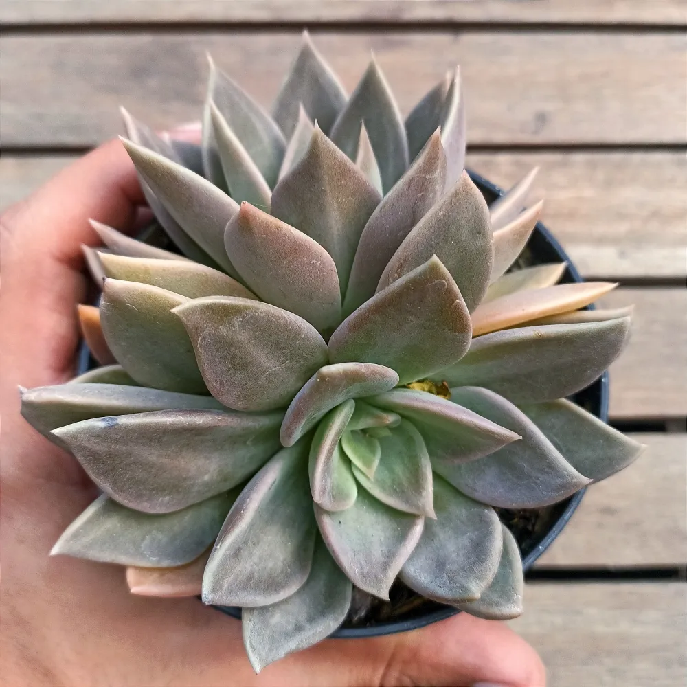 Echeveria 