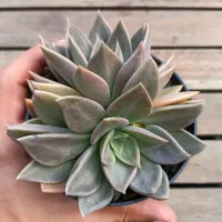 Echeveria 'Concrete Jungle' (roseta dupla - vaso11)