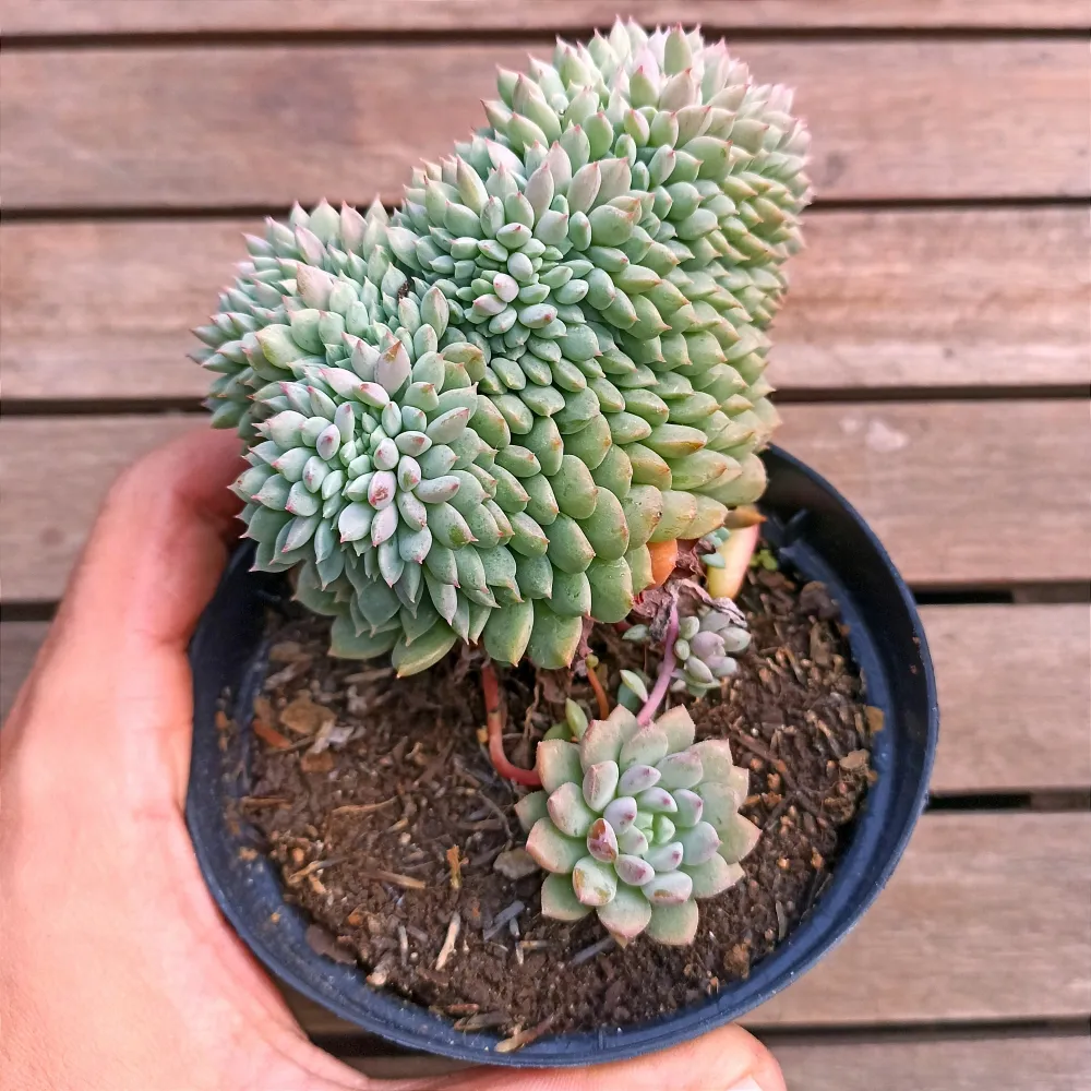 Echeveria 