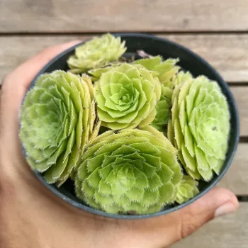 Aeonium tabuliforme (colônia - vaso11) - Foto 2