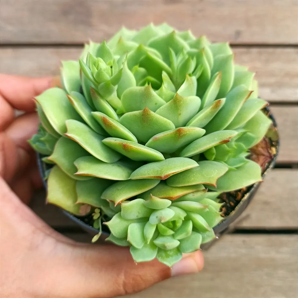 Echeveria 