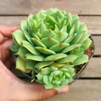 Echeveria 'Ramillete' (com mudinhas - vaso11)