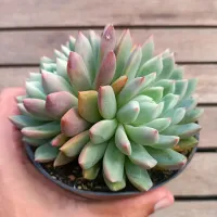 Echeveria 'Alba Aloha' (vaso11)