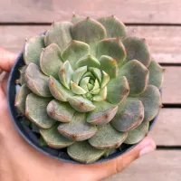 Echeveria 'Roman' (vaso11)