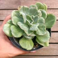 Echeveria 'Falsa Nubia' monstruosa (vaso11)