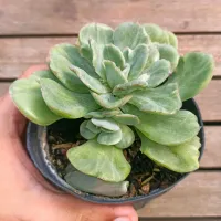 Echeveria 'Falsa Nubia' monstruosa (vaso11) - Foto 2