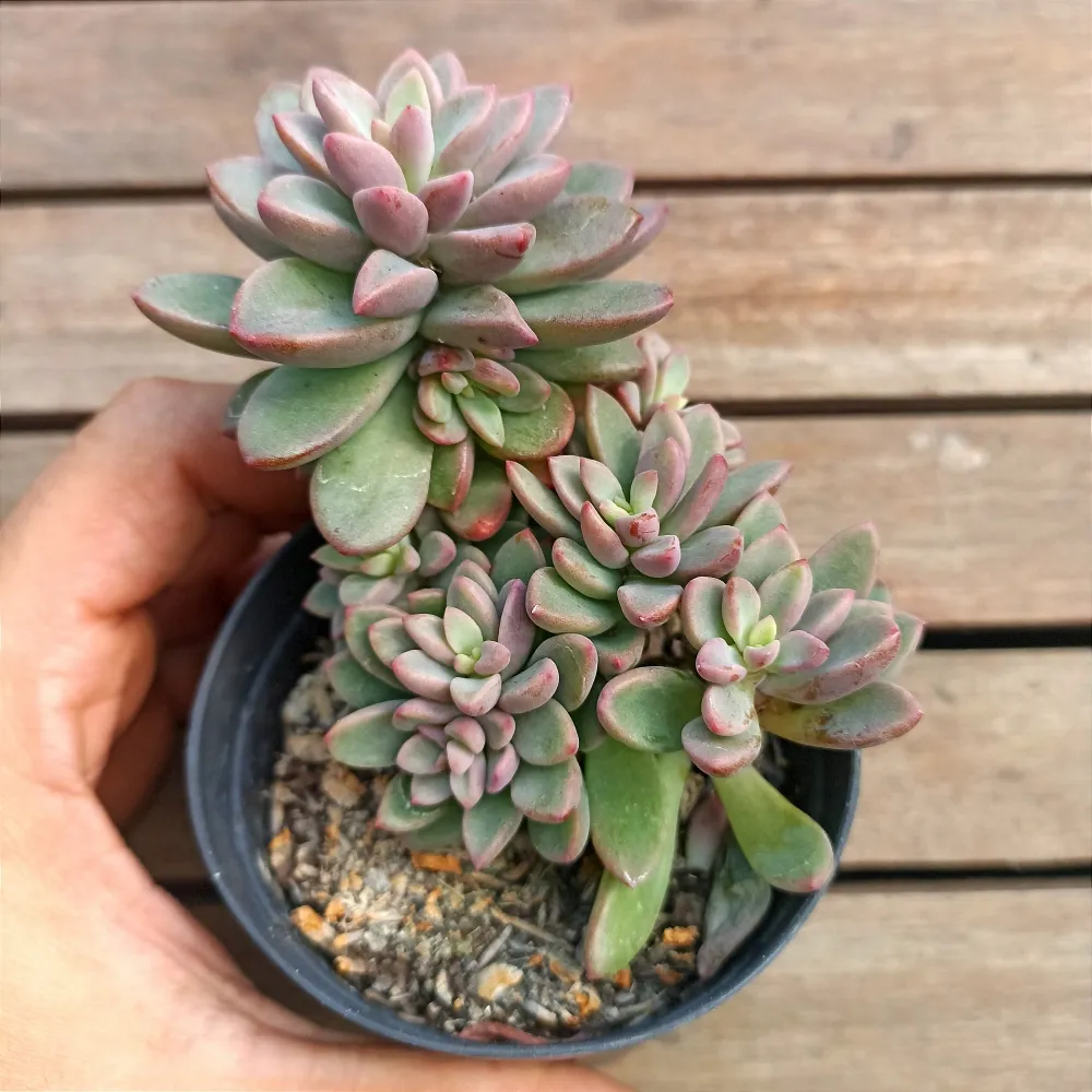 Echeveria vc. 