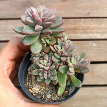 Echeveria vc. 'Rezry' (vaso9) - Foto 2