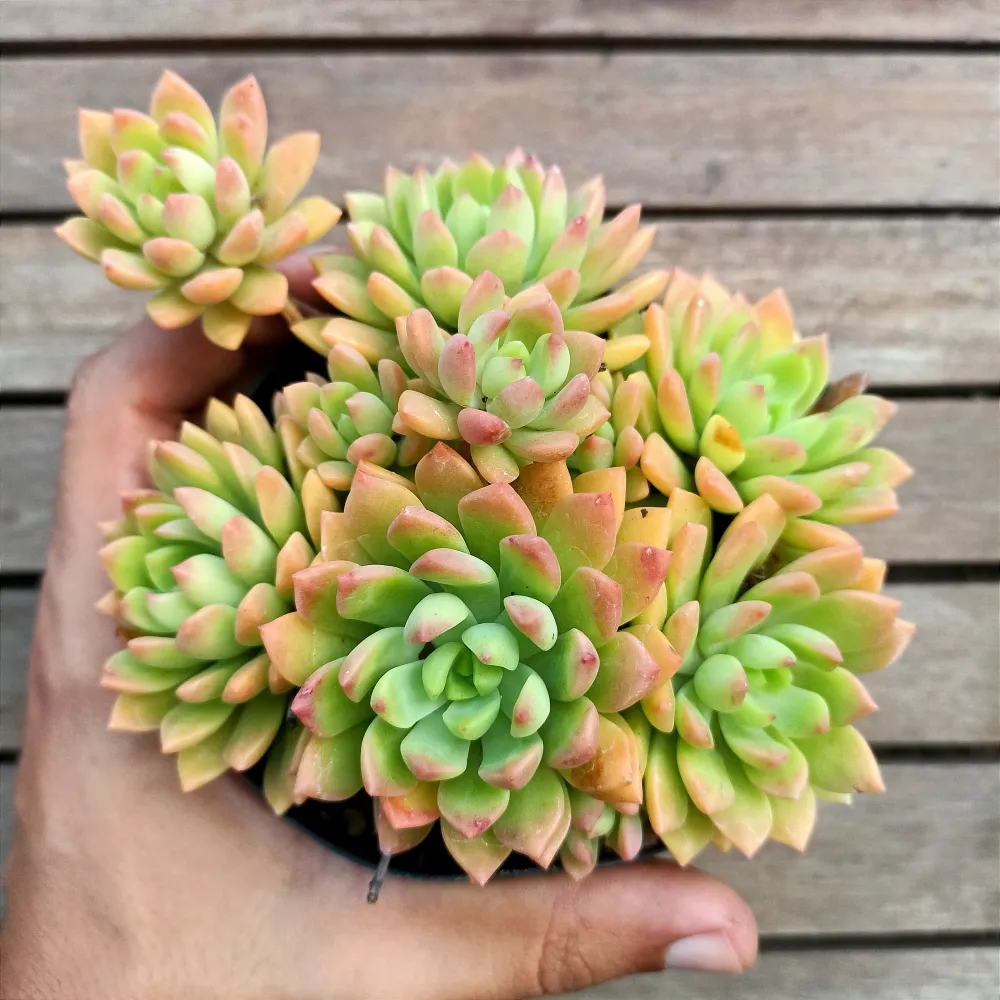 Sedeveria 