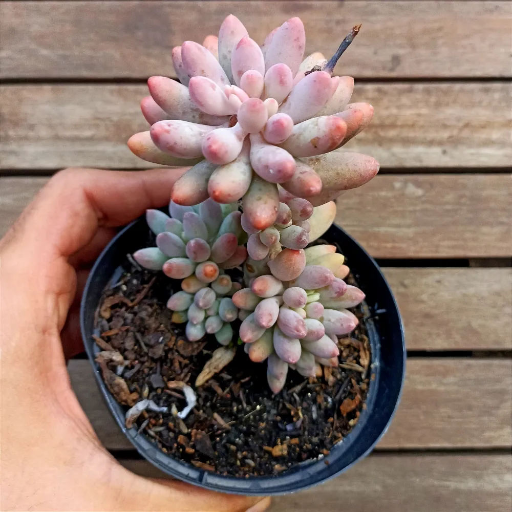 Pachyphytum 