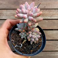 Pachyphytum 'Baby Fingers' (vaso11)