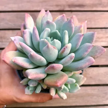 Pachyveria 