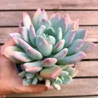 Pachyveria 'Corvus' (vaso11)