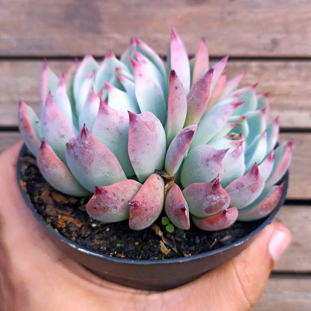 Echeveria 