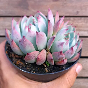 Echeveria 