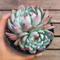 Echeveria 'Beatrice' colônia (chihuahuensis x lindsayana - vaso11) - Foto 2