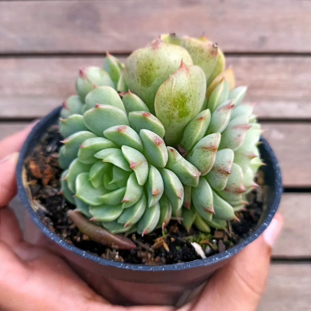 Echeveria 