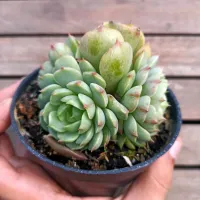 Echeveria 'Ben Badis' (colônia - vaso11)