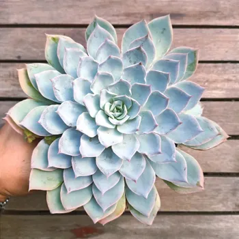Echeveria subsessilis (vaso9)