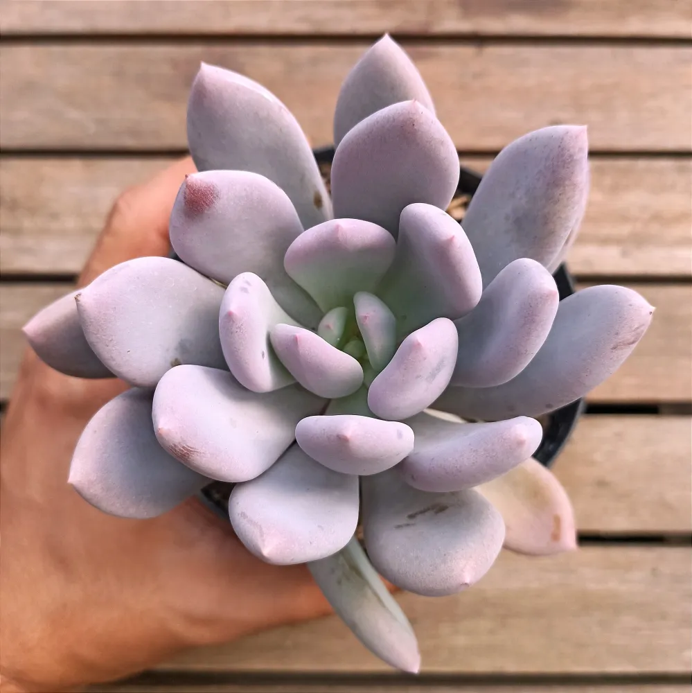 Pachyphytum 