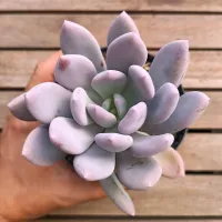 Pachyphytum 'Momobijin' (vaso11)