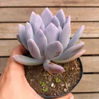 Pachyphytum 'Momobijin' (vaso11) - Foto 2