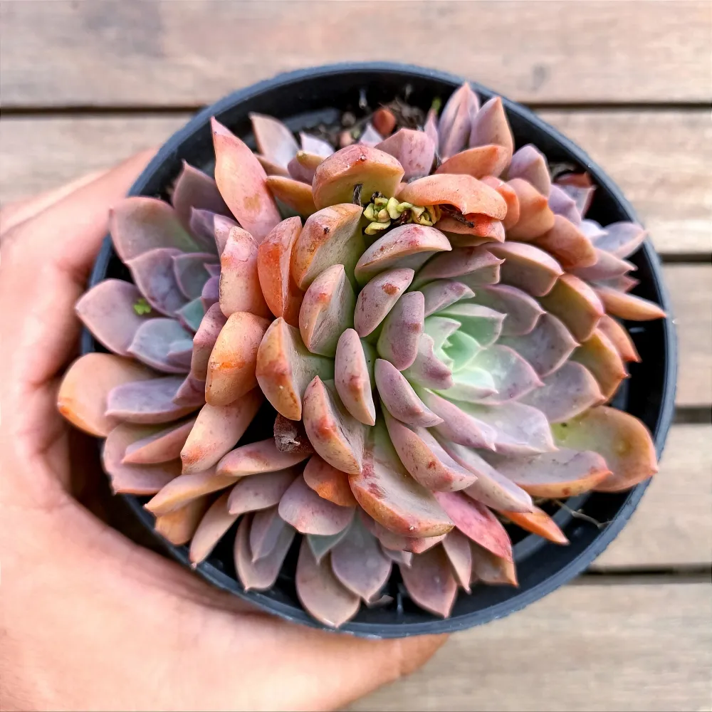 Echeveria 