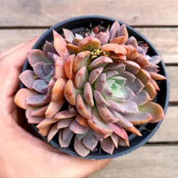 Echeveria 
