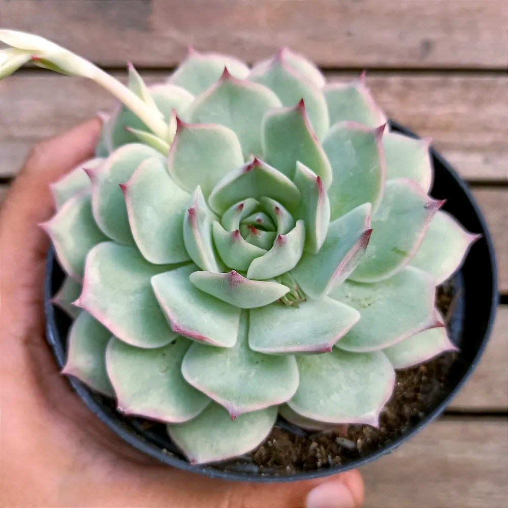 Echeveria 