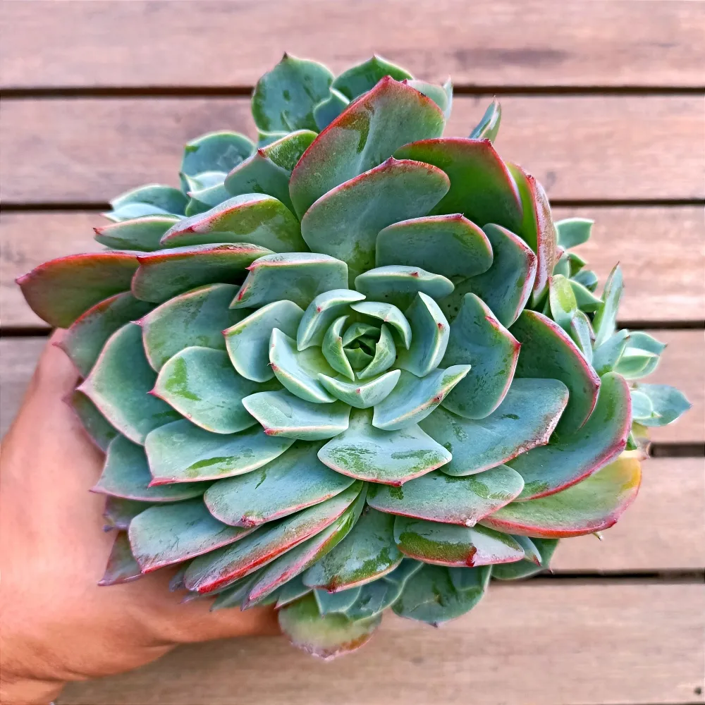 Echeveria 