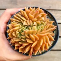 Echeveria agavoides 'Gilva Red' cristata (vaso11)