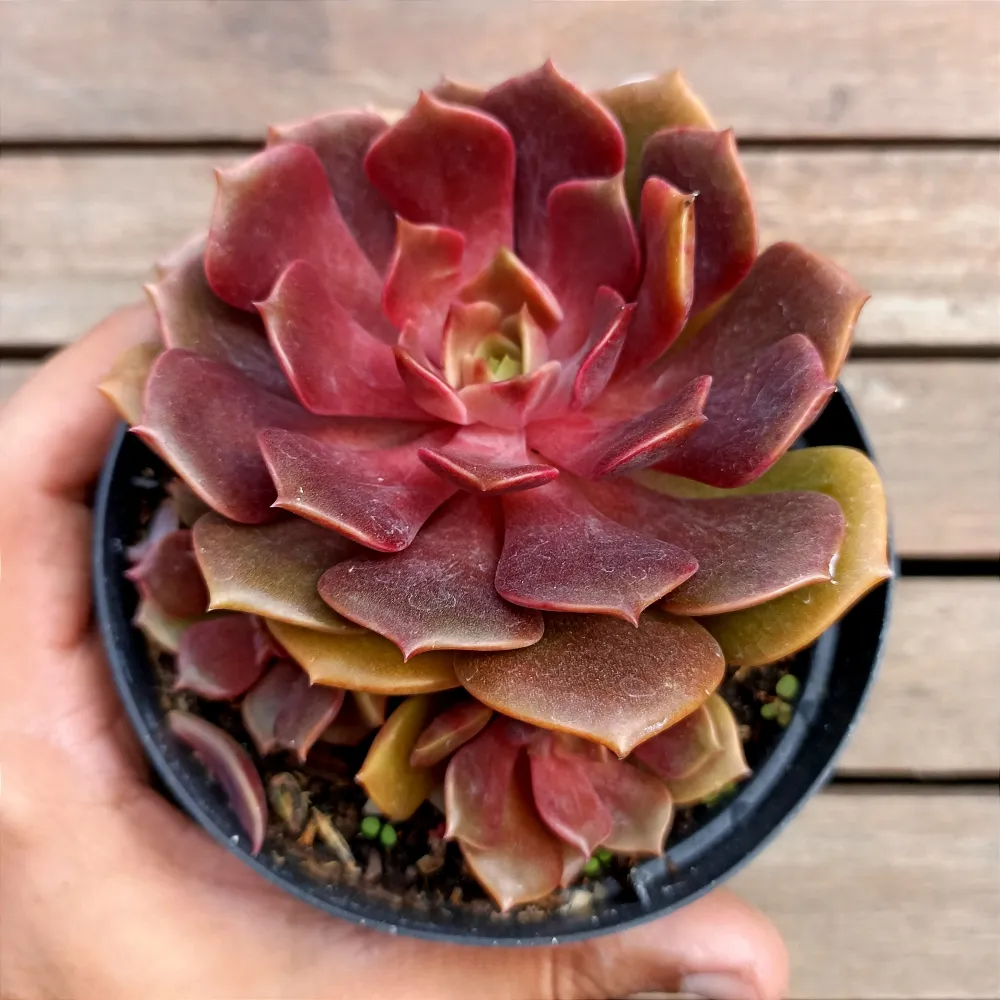 Echeveria 