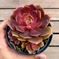 Echeveria 'Vampire Red' (vaso11)