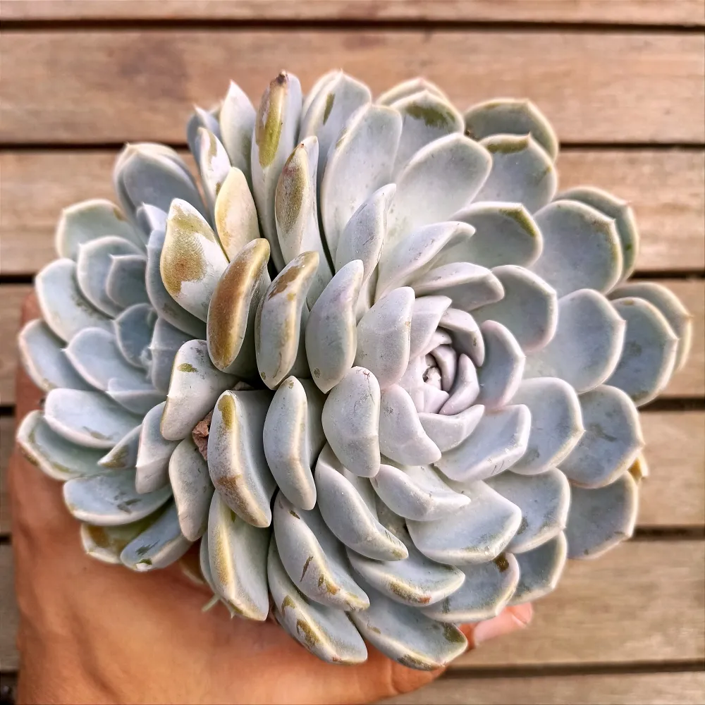 Echeveria 