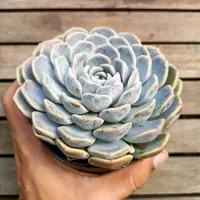 Echeveria 'Tiny Burger' G (vaso11)
